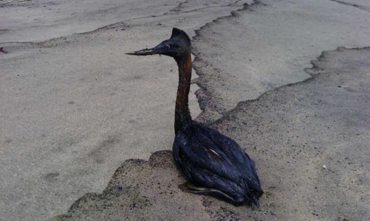 Foto: Radio Universidad de Chile